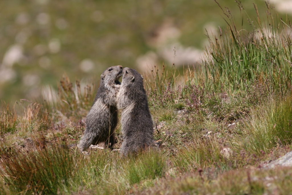 Marmottes à Modane